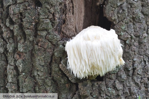 Hericium erinaceus