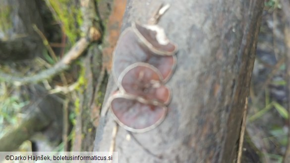 Schizophyllum amplum