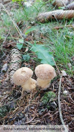 Tylopilus felleus