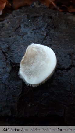 Trametes pubescens