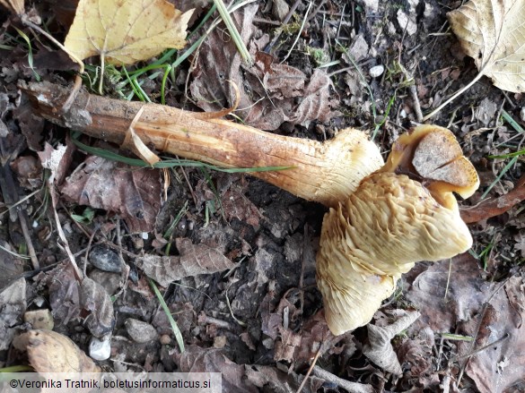 Armillaria ostoyae