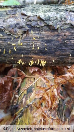 Calocera cornea