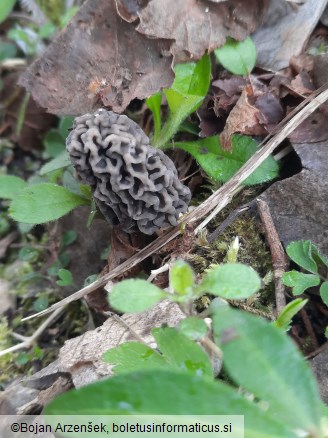 Morchella vulgaris