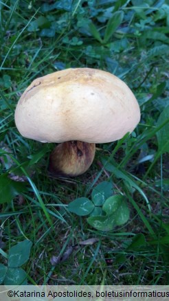 Suillellus luridus