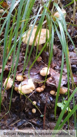 Suillus bovinus