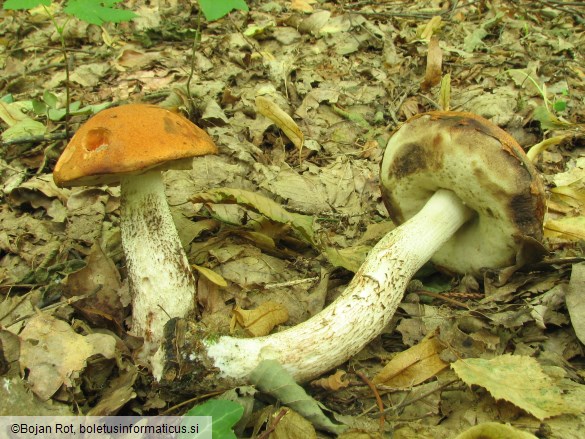 Leccinum aurantiacum