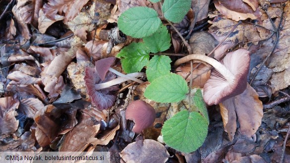 Psathyrella bipellis