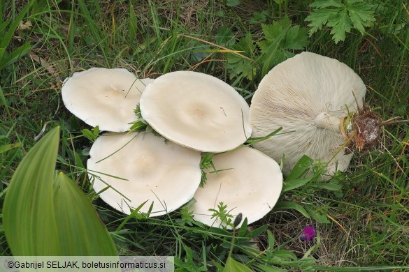 Melanoleuca subalpina