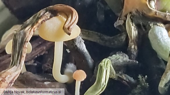 Lactocollybia cycadicola