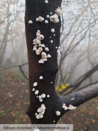 Schizophyllum commune