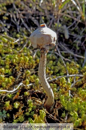 Tulostoma brumale