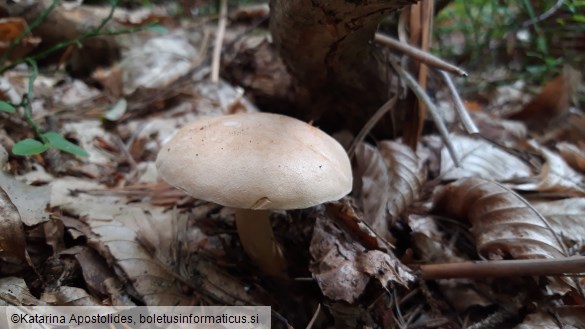 Suillus bovinus