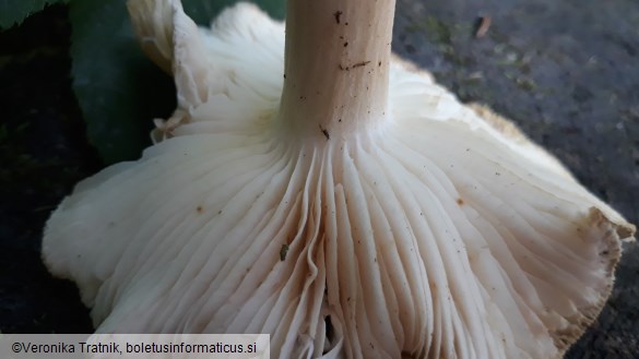 Megacollybia platyphylla