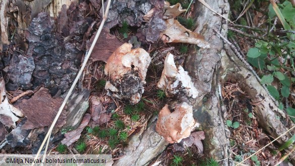 Albatrellopsis confluens