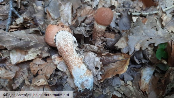 Leccinum quercinum