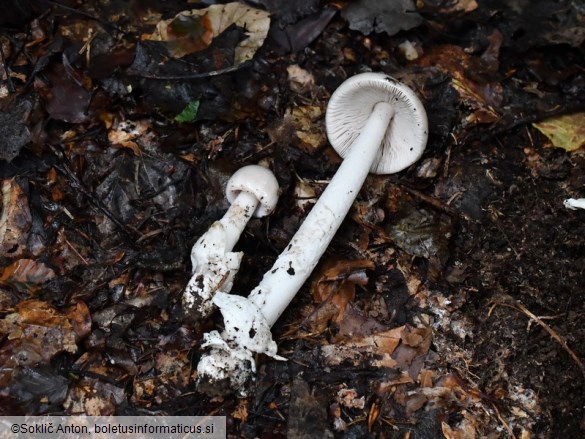 Amanita coryli