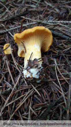 Cantharellus cibarius