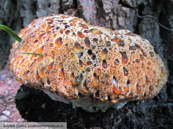 Pseudoinonotus dryadeus