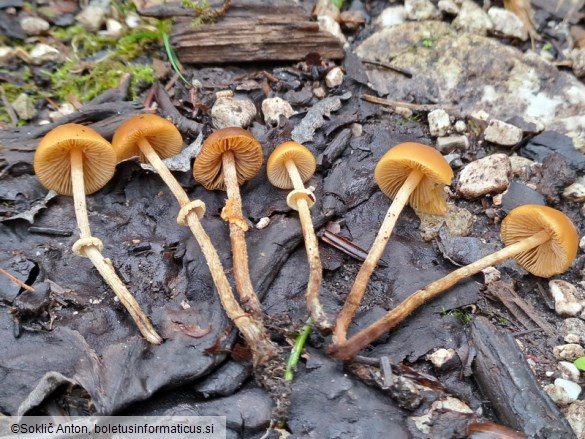 Pholiotina teneroides