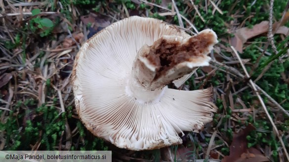 Russula foetens