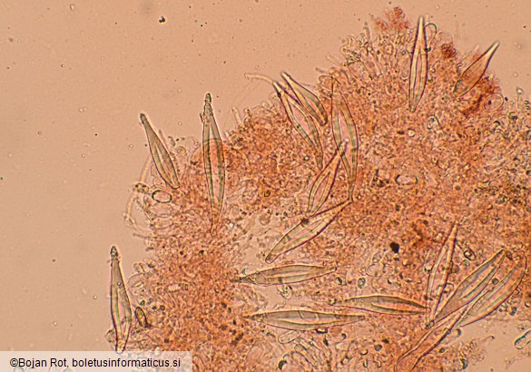 Hohenbuehelia petaloides