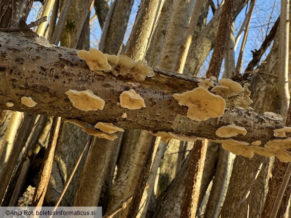 Trametes ochracea