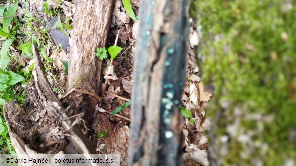 Chlorociboria aeruginosa