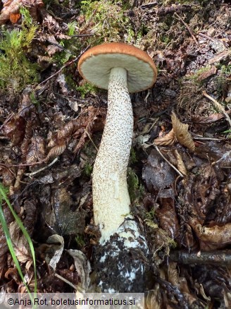 Leccinum aurantiacum
