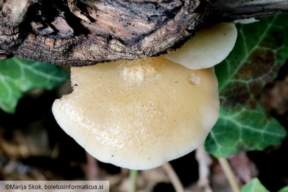 Crepidotus calolepis