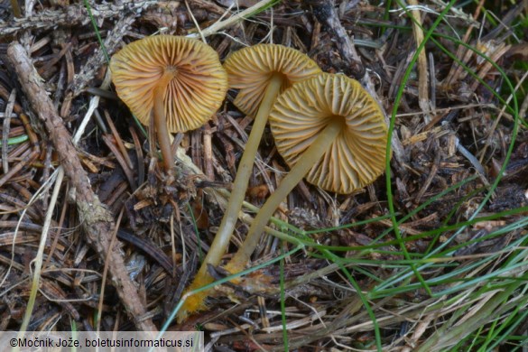 Mycena aurantiomarginata