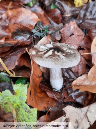 Tricholoma squarrulosum