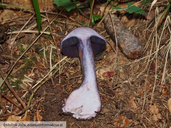 Cortinarius hercynicus