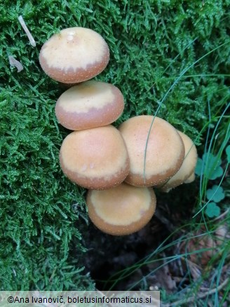 Kuehneromyces mutabilis