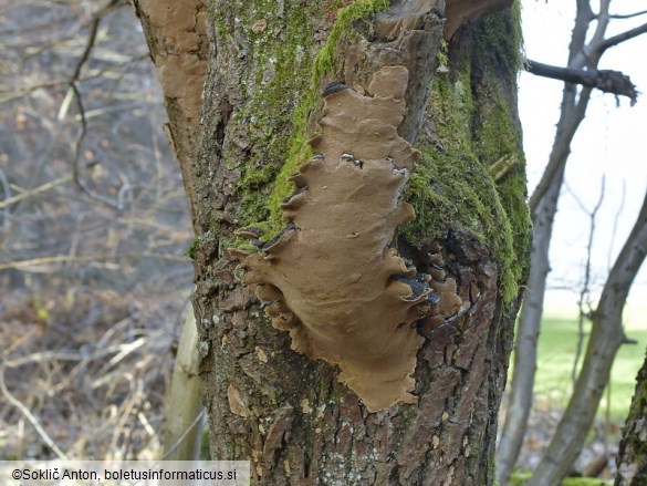 Phellinopsis conchata