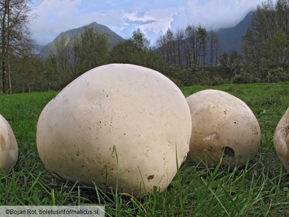 Calvatia gigantea