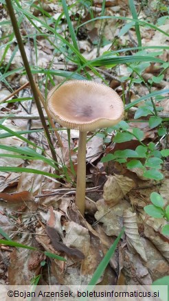 Amanita fulva