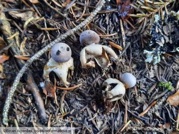 Geastrum quadrifidum