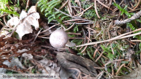 Rhizocybe pruinosa