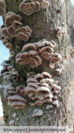 Schizophyllum commune