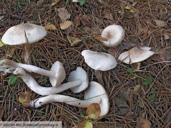 Tricholoma scalpturatum