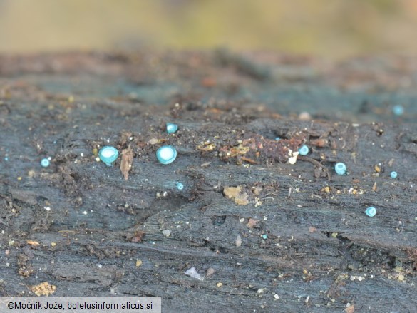 Chlorociboria aeruginascens