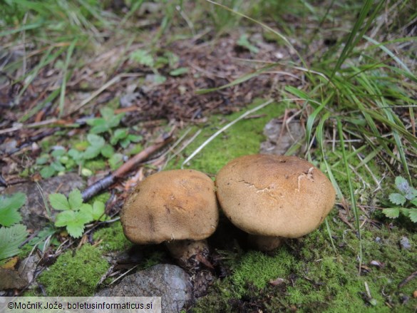 Cortinarius venetus var. montanus