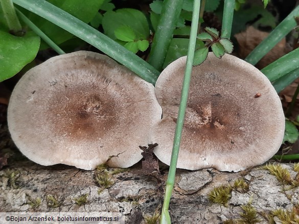 Polyporus ciliatus