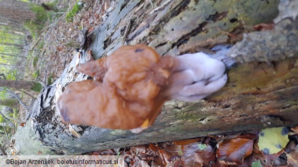 Gyromitra infula