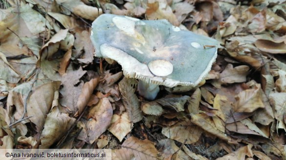 Russula heterophylla