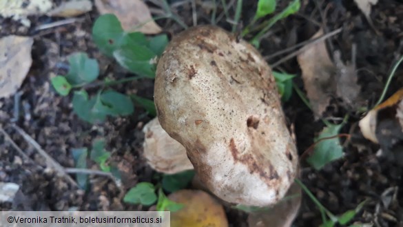 Paxillus involutus