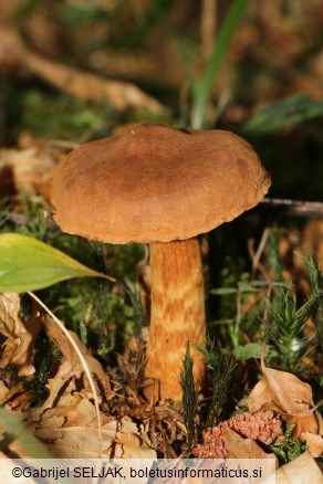 Cortinarius rubellus