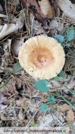 Russula foetens