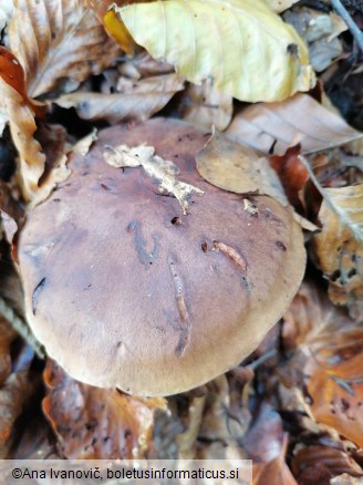 Tricholoma ustale