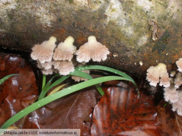 Schizophyllum commune